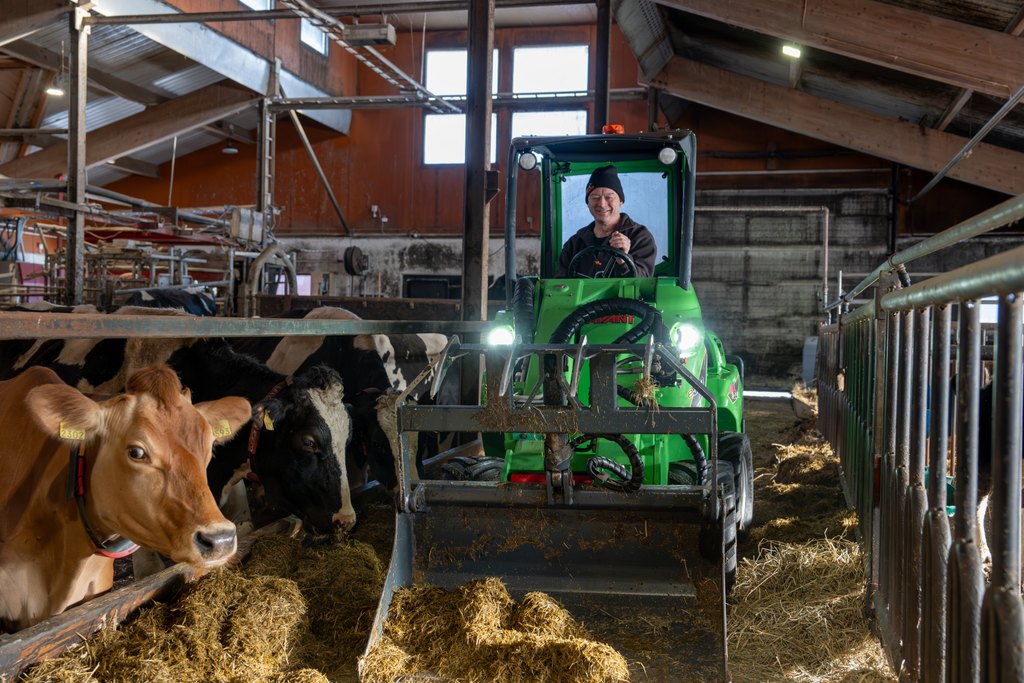 Eine Person bedient einen grünen Avant-Lader im Inneren eines Stalls. Der Lader wird zum Transport von Heu oder Futter verwendet, wobei im Vorder- und Hintergrund mehrere Kühe zu sehen sind. Die Scheune ist mit Holzbalken und Metallgeländern ausgestattet, und durch die Fenster fällt natürliches Licht.